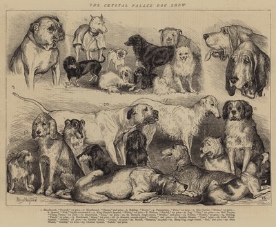 Exposition canine du Crystal Palace - Percy Macquoid